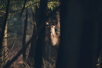 Red deer hind in dark forest lit by sunlight.