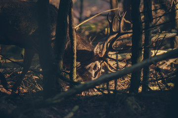 Grazing red deer stag in forest lit by sunlight.