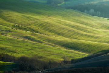 Sheep grazing in the sun on the fields.