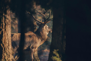 Fototapeta premium Side view of red deer stag in dense forest lit by sunlight.