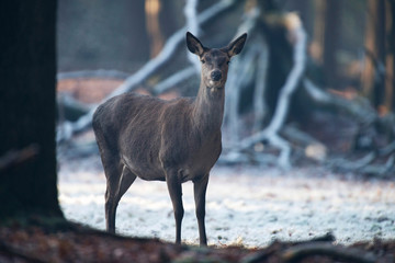 One female red deer standing in winter forest.