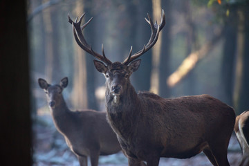 Red deer stag and hind in winter forest.