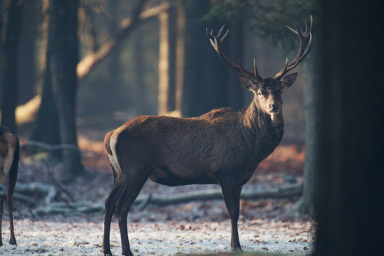 One red deer stag standing in winter forest.