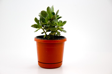 Pot with plant and white background