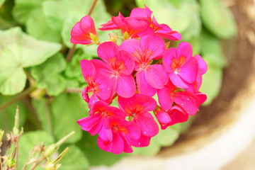 Red geranium flower close up