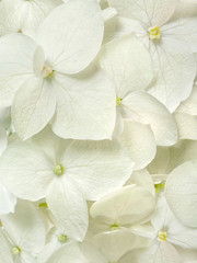 white hydrangea flowers romantic floral background