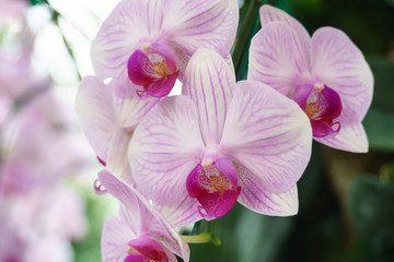 White pink phalaenopsis orchid flower in garden