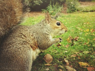 Squirrel eating peanuts