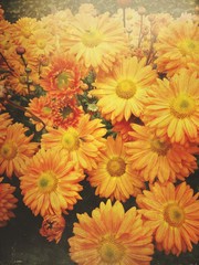 Chrysanthemum flowers