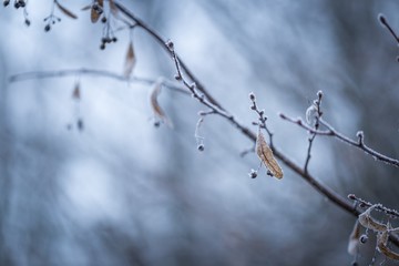 Lime tree twig with rime