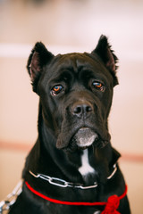 Cane Corso Whelp Puppy Dog Close Up