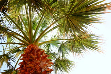 palm tree