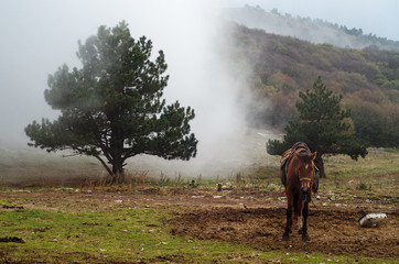 fog in the mountains