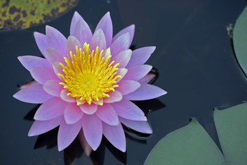 Pink water lily on dark lake