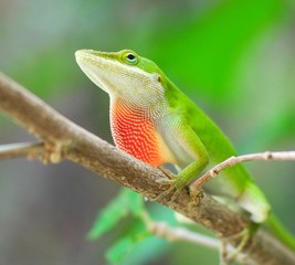 Male Carolina Anole displaying dewlap on a branch