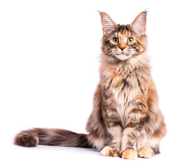 Portrait of domestic tortoiseshell Maine Coon kitten. Fluffy kitty isolated on white background. Cute young cat looking at camera. - obrazy, fototapety, plakaty