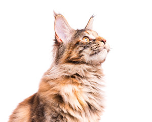 Portrait of domestic tortoiseshell Maine Coon kitten. Fluffy kitty isolated on white background. Close-up studio photo adorable curious young cat looking away.
