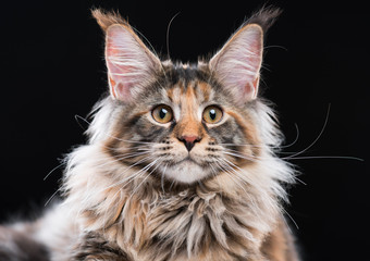 Fototapeta na wymiar Portrait of domestic tortoiseshell Maine Coon kitten. Fluffy kitty isolated on black background. Close-up studio photo adorable curious young cat looking at camera.
