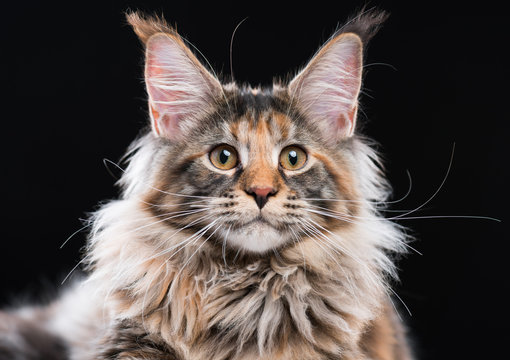 Portrait of domestic tortoiseshell Maine Coon kitten. Fluffy kitty isolated on black background. Close-up studio photo adorable curious young cat looking at camera.