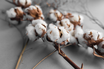 White background with branch of cotton plant. Good spring