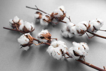 White background with branch of cotton plant. Good spring
