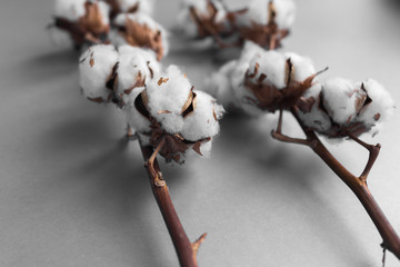 White background with branch of cotton plant