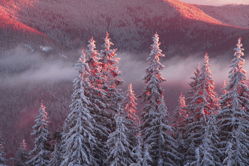 Plakaty  frosty sunrise in Carpathians
