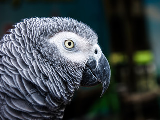 Parrot macaw in the zoo
