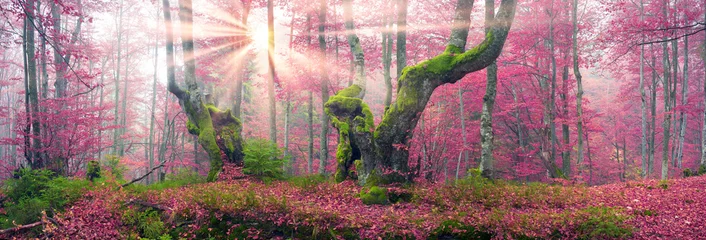 Fotobehang Crimson Beukenbos in de herfst  © panaramka