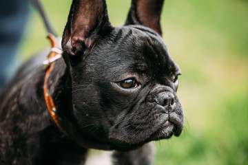 Young Black French Bulldog Dog In Green Grass