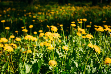 Spring yellow wild flowers dandelions field meadow