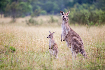 Kangaroo with Joey
