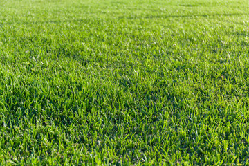 Close-up image of fresh spring green grass background