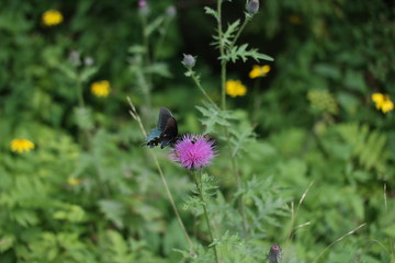 Swallowtail on Thistle - NC Mountains