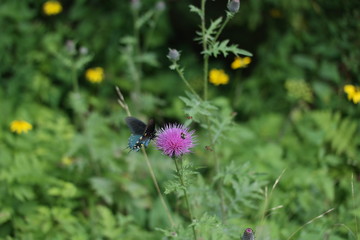 Swallowtail on Thistle 4 - NC Mountains