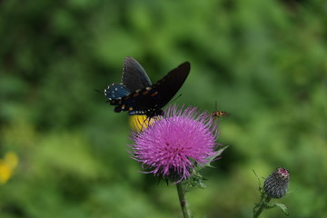 Macro Pipeline Swallowtail Battus philenor on Thistle