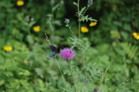 Swallowtail On Thistle 4 - NC Mountains