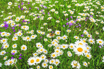 summer meadow with flowers and  butterfly