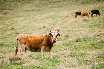 Red Cow Grazing On A Green Mountain Slope In Spring In Mountains