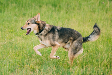 Mixed Breed Medium Size Three Legged Dog Play Outdoor In Summer 