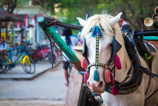 Pferd Auf Gili Trawangan