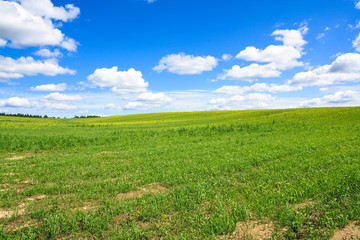 Fototapeta na wymiar summer landscape with a field, blue sky and white clouds