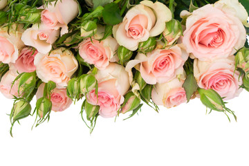 Fototapeta na wymiar Pink blooming fresh roses with buds border isolated on white background