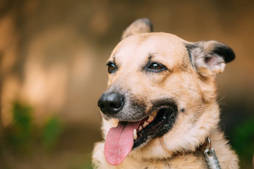 Close Up Of Mongrel Mixed Breed Female Dog With Tongue In Collar