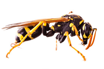 Wasp side isolated