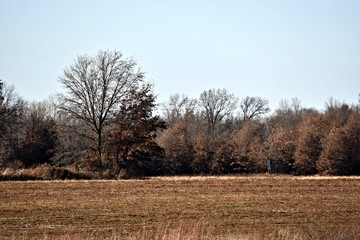 The Tree Stand along the Woods