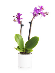 Naklejka na ściany i meble Orchid in white pot isolated on white background
