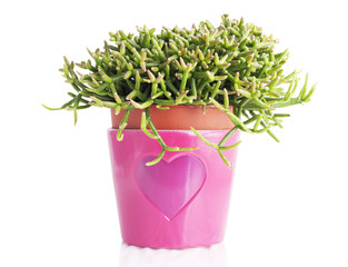 Houseplant in pink pot isolated on white background