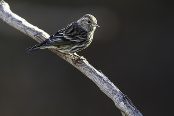 Pine Siskin perched