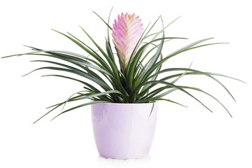 Tillandsia Cyanea in pot isolated on white background